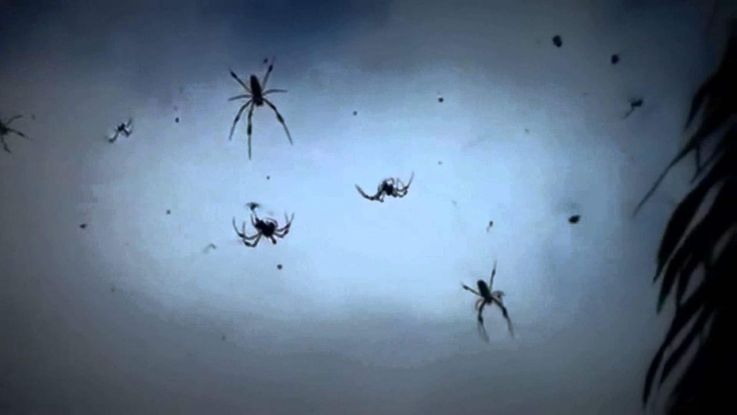 baby spiders fall from sky in the Australia.