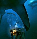 47 Meters Down