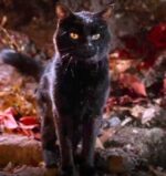 Binx in Hocus Pocus